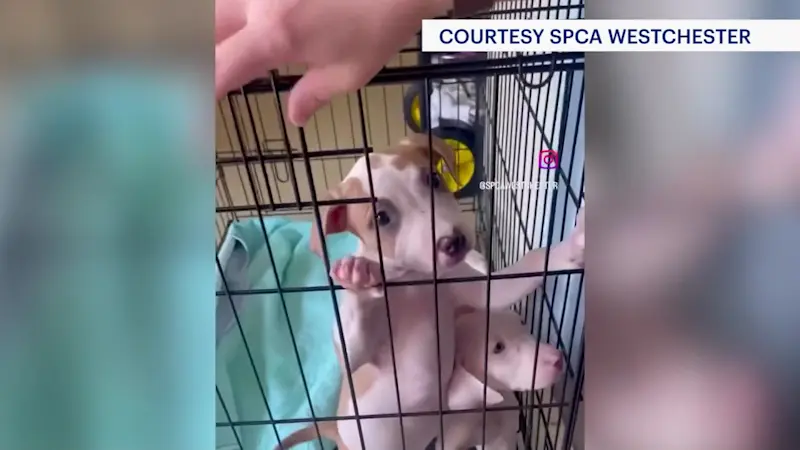 Story image: SPCA Westchester takes in record-breaking number of animals in one day
