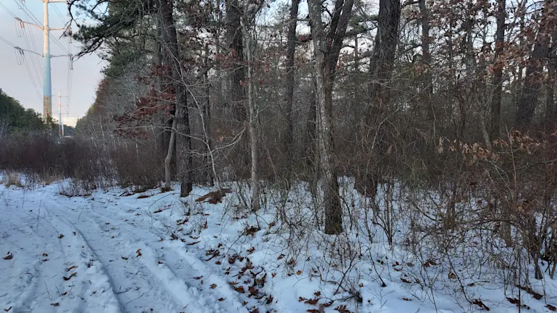 Story image: Search for missing Riverhead woman leads police to discover body in Manorville woods