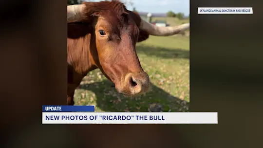 RicardotheBullUpdate_2026-10-29-22-23-01