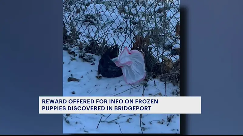 Story image: 'Please help us.' Animal control investigating bag of frozen puppies found in Bridgeport