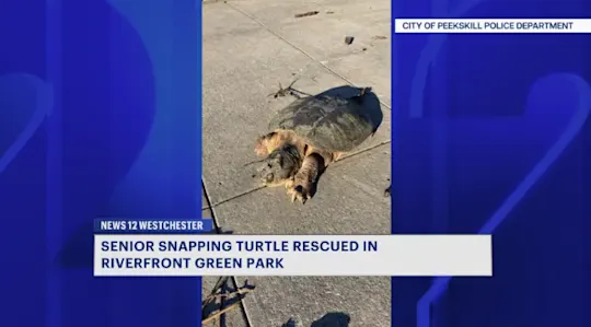 RTREGWCHVTurtleRescue10262026VO9pm