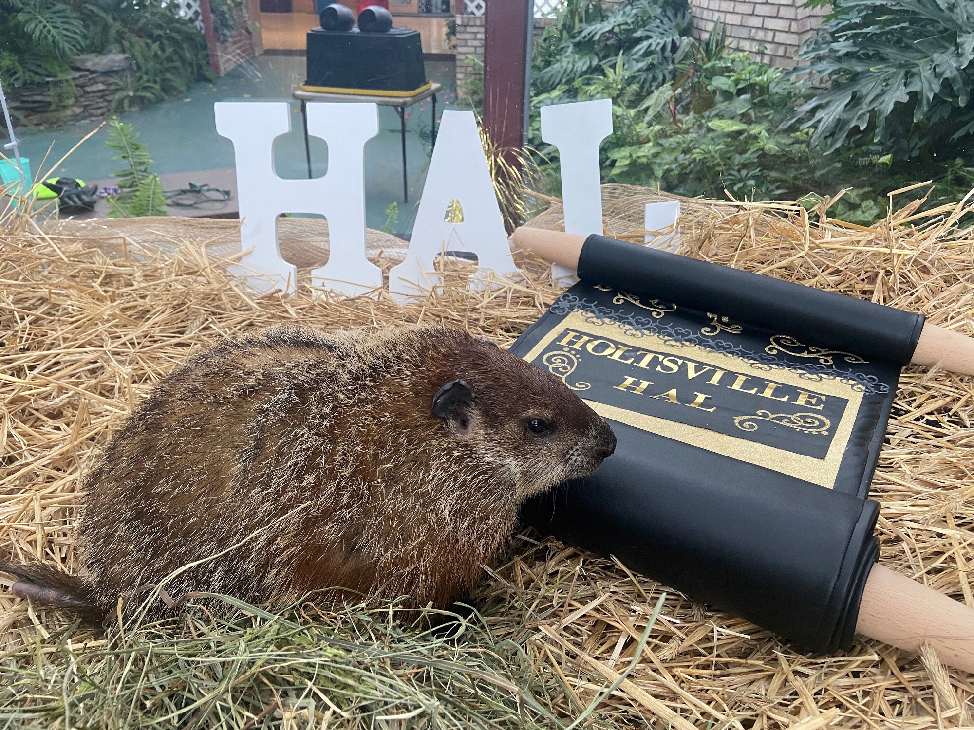 It’s Groundhog Day! What do Holtsville Hal and Malverne Mel predict?