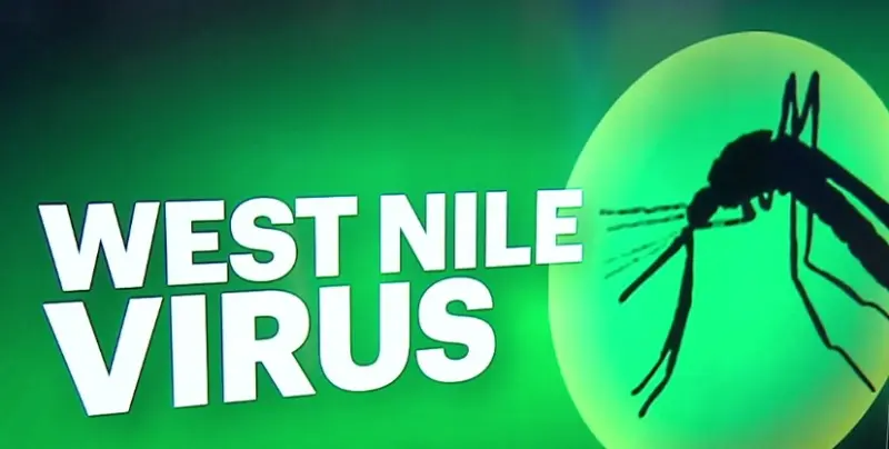 Story image: Mosquitoes trapped in Old Greenwich test positive for West Nile virus