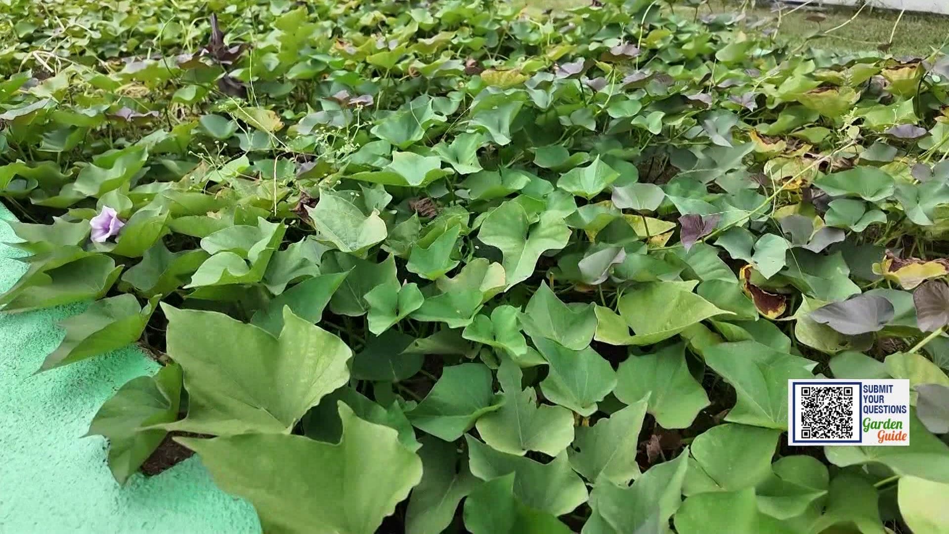 Garden Guide: Do this ONE thing to get tomatoes in cooler weather