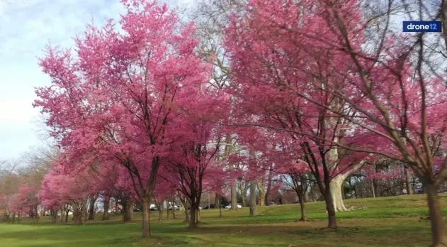 cherry blossoms