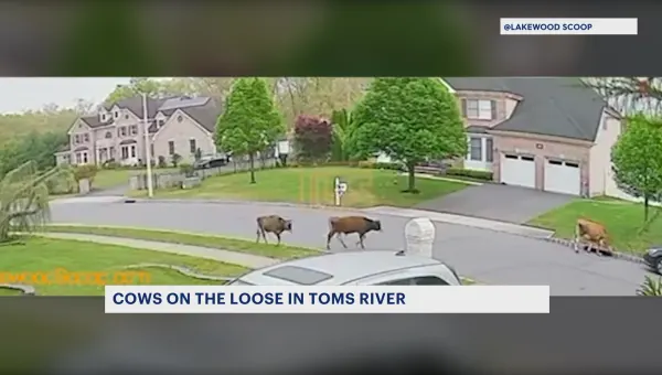 Holy Cow! Cattle seen wandering around Toms River street 