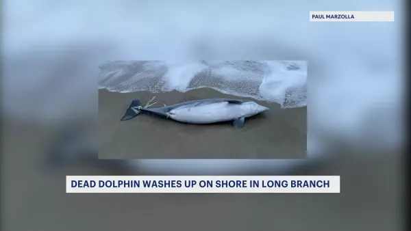 Advocates express concern as badly decomposed dolphin washes up in Long Branch