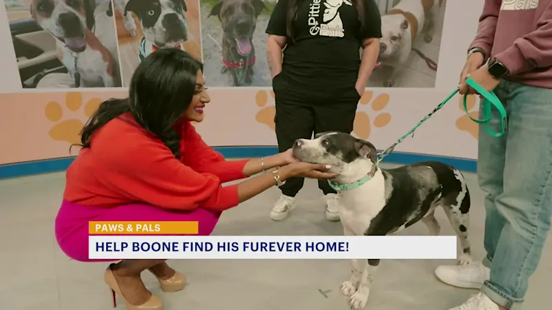 Story image: Paws and Pals: Boone has come a long way