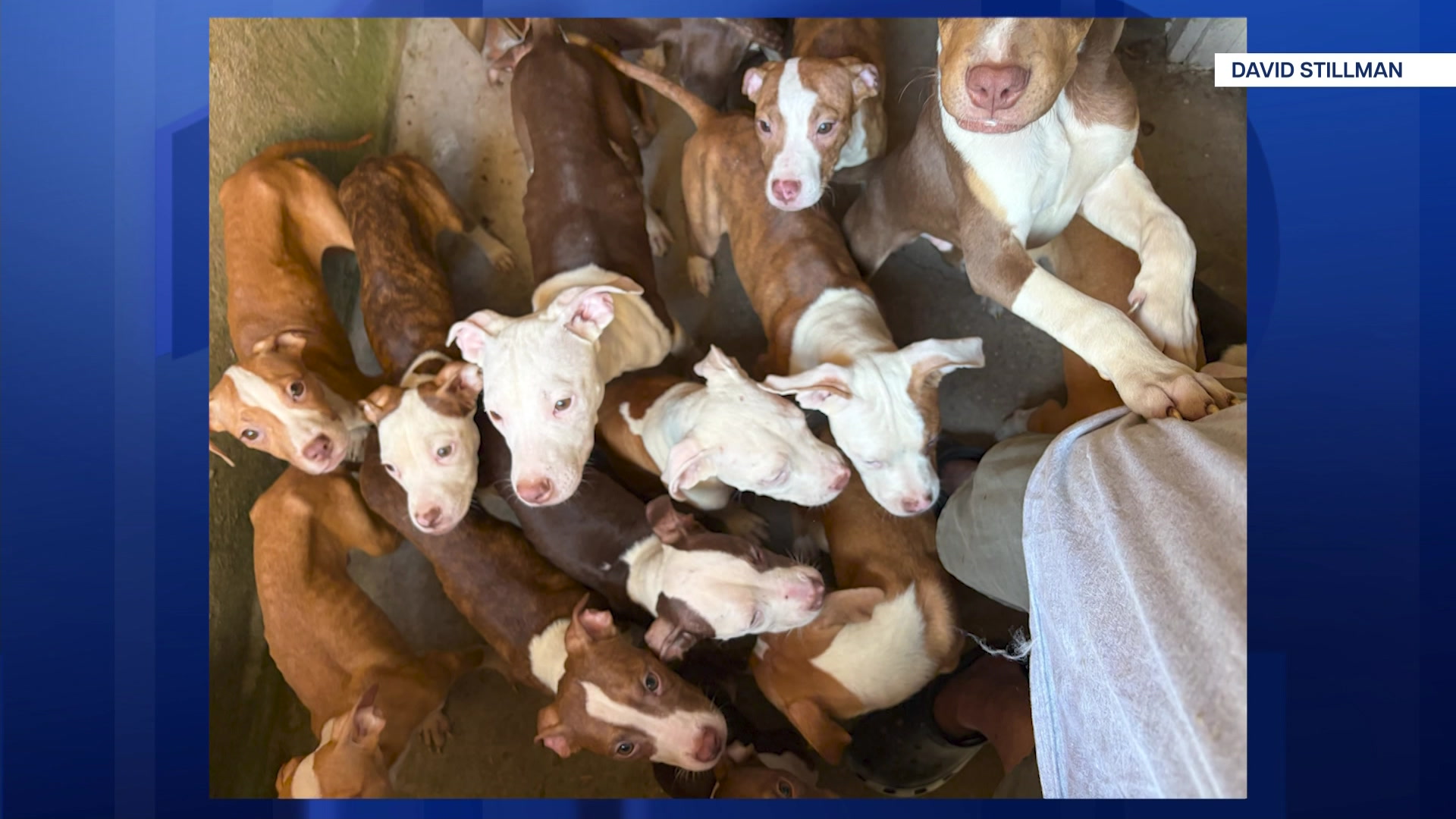 reRahwayAbandonedPuppies_2026-07-01-17-44-53
