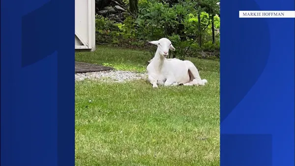 ‘Waldo’ the runaway Washingtonville sheep safe after escaping slaughter, rescuers say