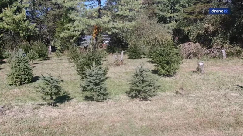 Story image: New Jersey Christmas tree crop suffering due to lack of rain