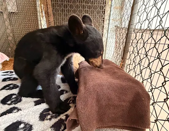 Aurora the bear cub