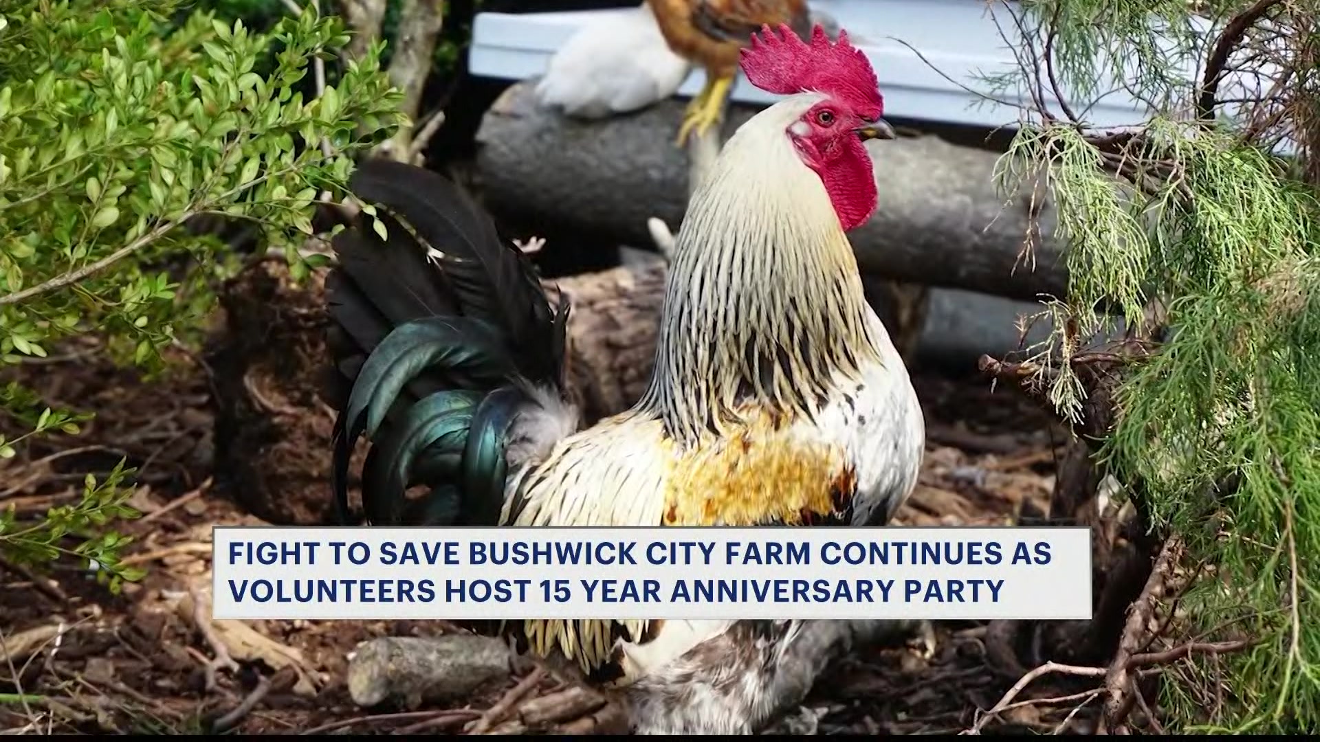KLNBUSHWICKFARM0503_2026-05-03-17-52-30