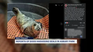 Public warned to keep their dogs away from seals at the Jersey Shore