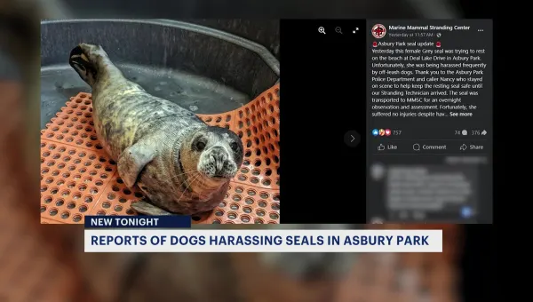 Public warned to keep their dogs away from seals at the Jersey Shore