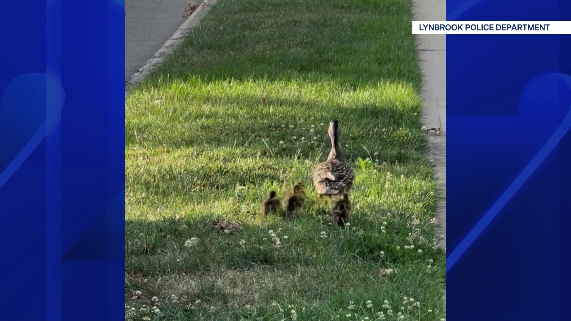 LynbrookDucklings71_2026-07-01-13-00-19