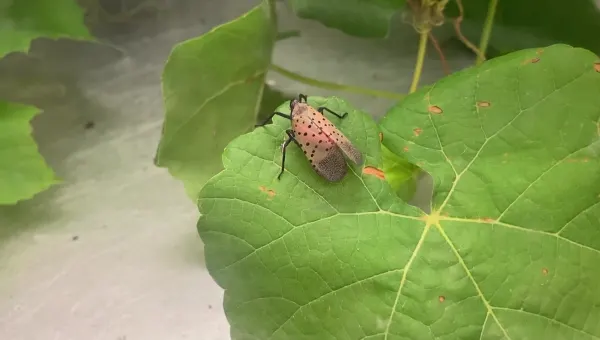 How to prepare for spotted lanternfly season