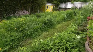 Long Islanders take part in No Mow May to help lawns flourish, aid early season pollinators