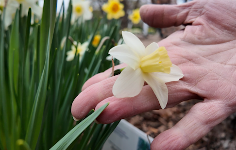 triandrus daffodil.PNG