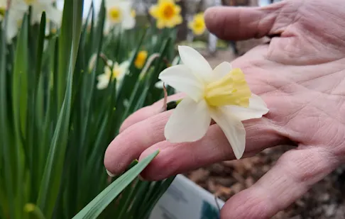 triandrus daffodil.PNG