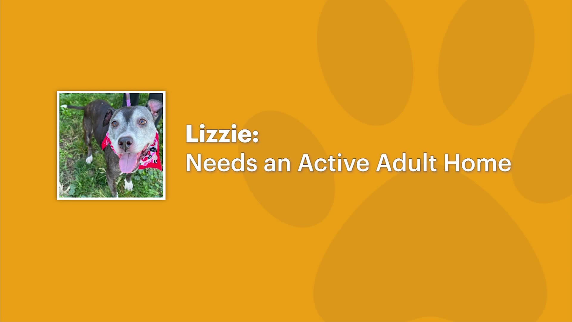 Paws & Pals Dogs up for adoption at Posh Pets Rescue