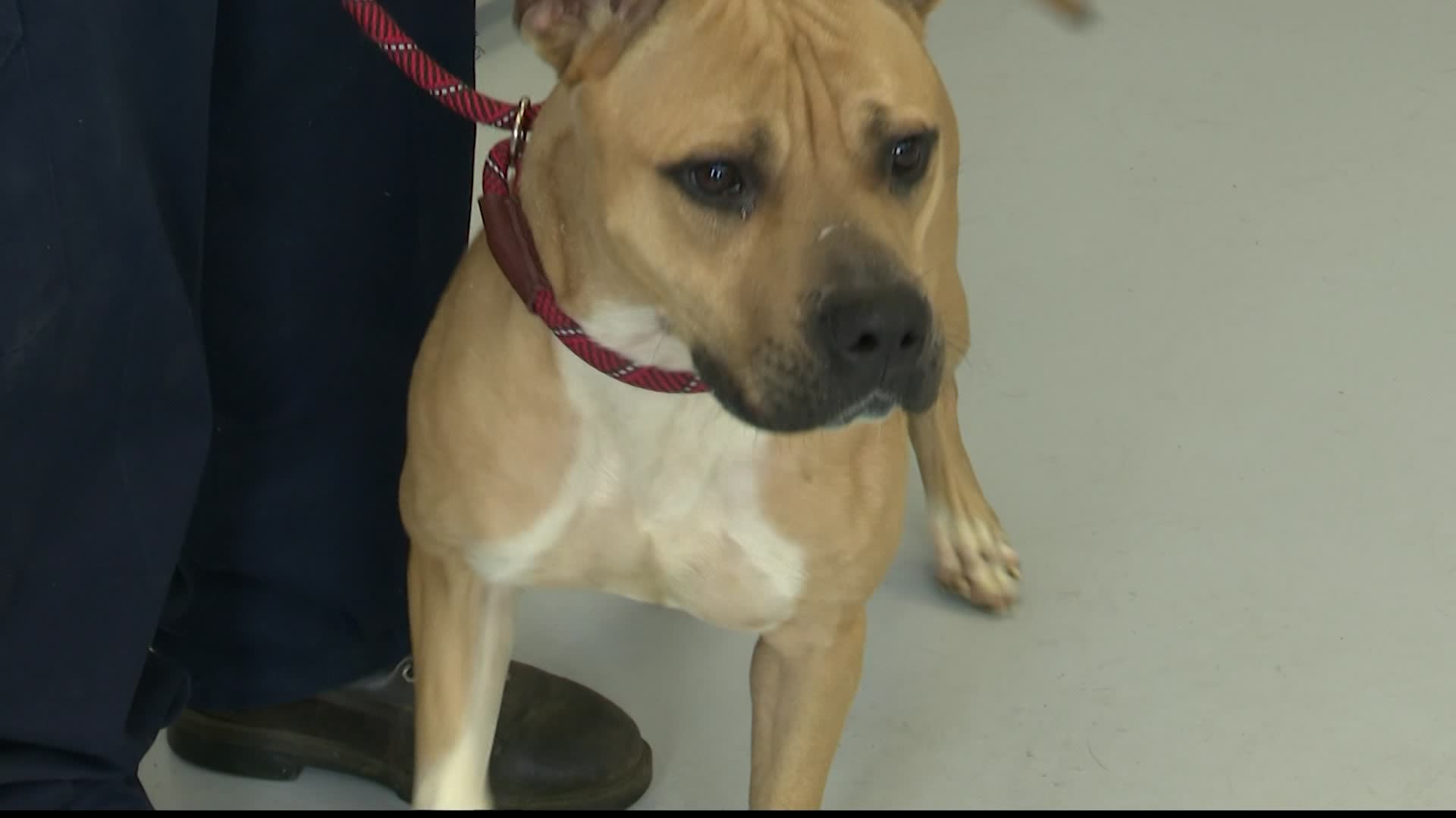 Yonkers police rescue dog left tied to tree in Sullivan Oval Park