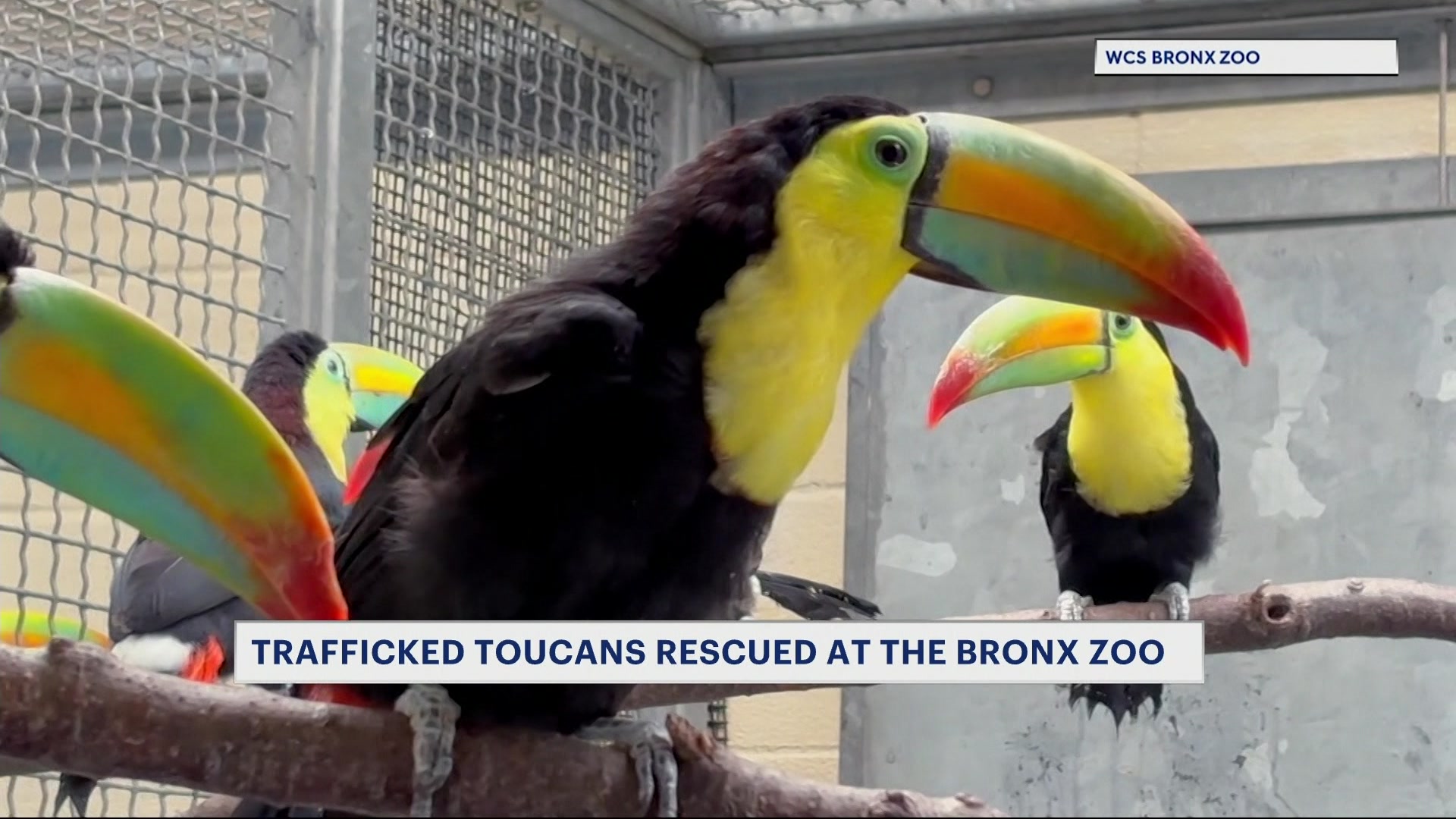 BXTOUCANS42626_2026-04-30-12-42-29
