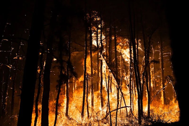 Shotgun Wildfire 2.jpeg