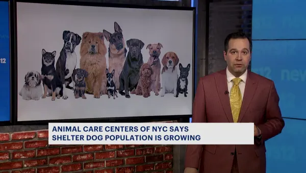 ACC: NYC’s shelter dog population highest in over a decade