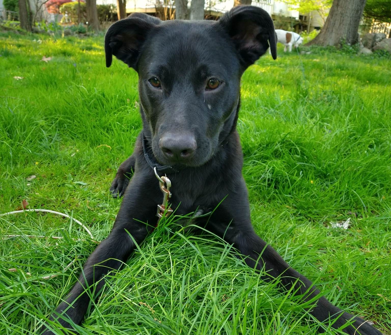 News 12 | New Jersey | Paws & Pals: Meet goofy lab-German Shepard mix ...