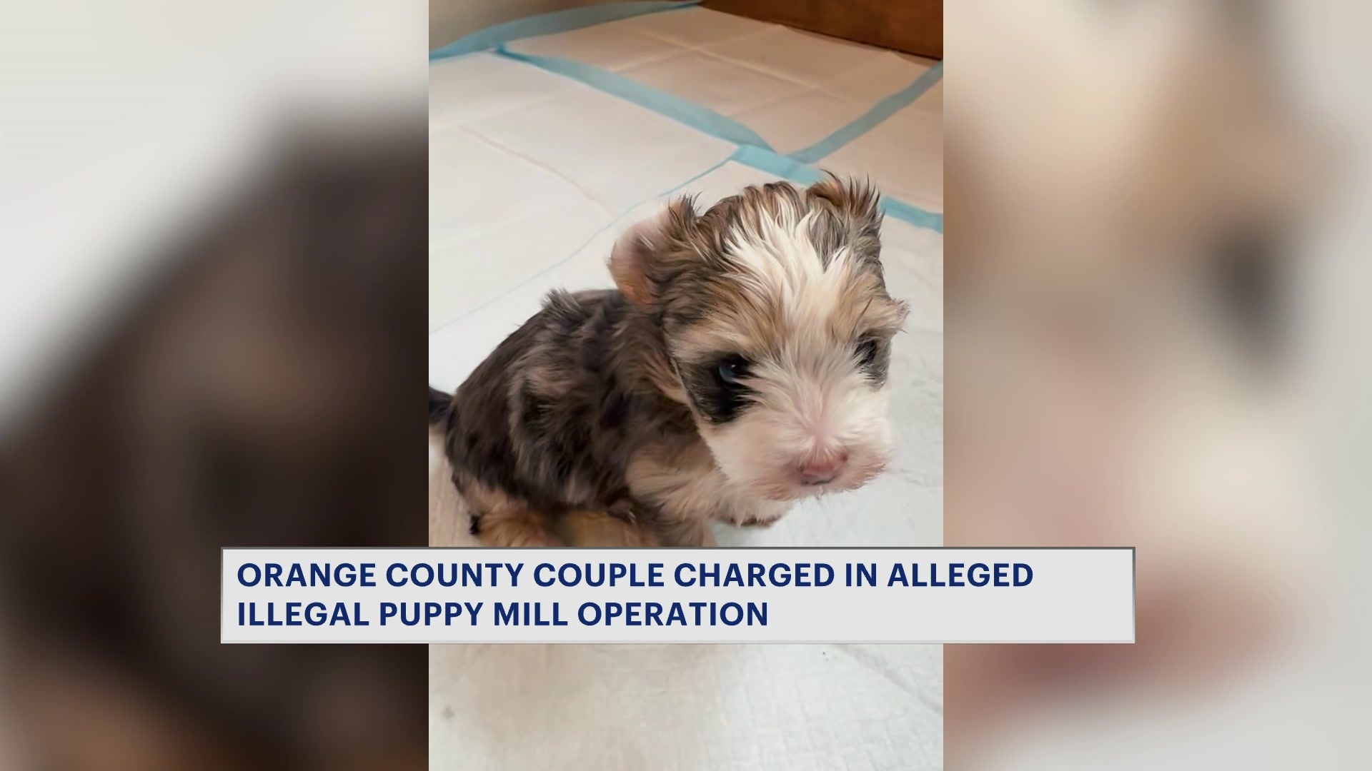 4282026PUPPYMILLARRESTS_2026-04-28-05-46-49