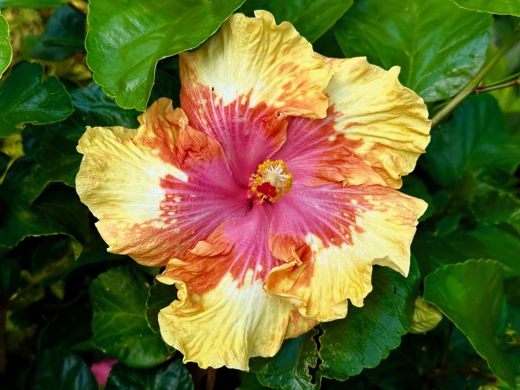 Tropical hibiscus .jpeg