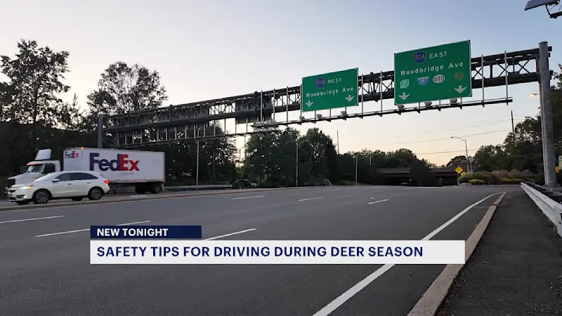 Story image: AAA: Deer more likely to run into traffic during mating season