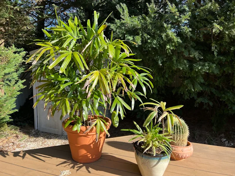 LADY PALM.jpg