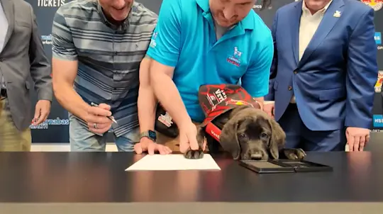 harrison puppy