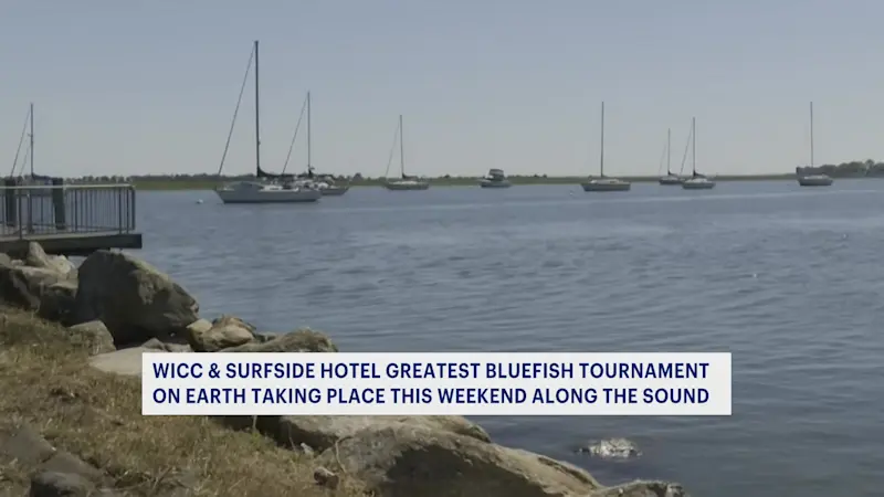 Story image: Annual WICC Greatest Bluefish Tournament returns to Long Island Sound 