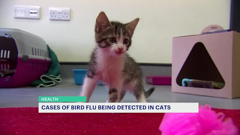 Story image: Bird flu and cats: New Jersey vets warn of potential virus spread