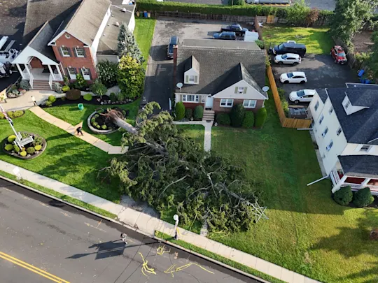 SOUTH PLAINFIELD DOWN TREE