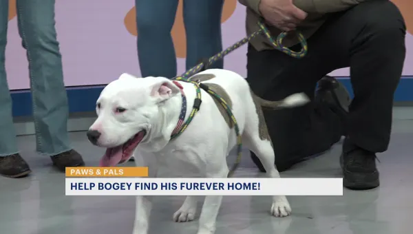 Paws & Pals: Bogey now up for adoption with JerseyGirls Animal Rescue