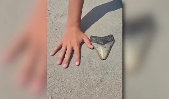 megalodontoothpic