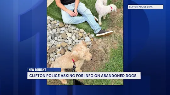 CliftonAbandonedDogs_2026-09-18-22-13-26