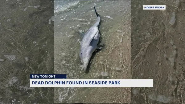 Another dead dolphin washes up along the Jersey Shore
