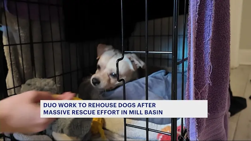 Story image: Foster moms take in rescues from Mill Basin home where over 100 dogs were found