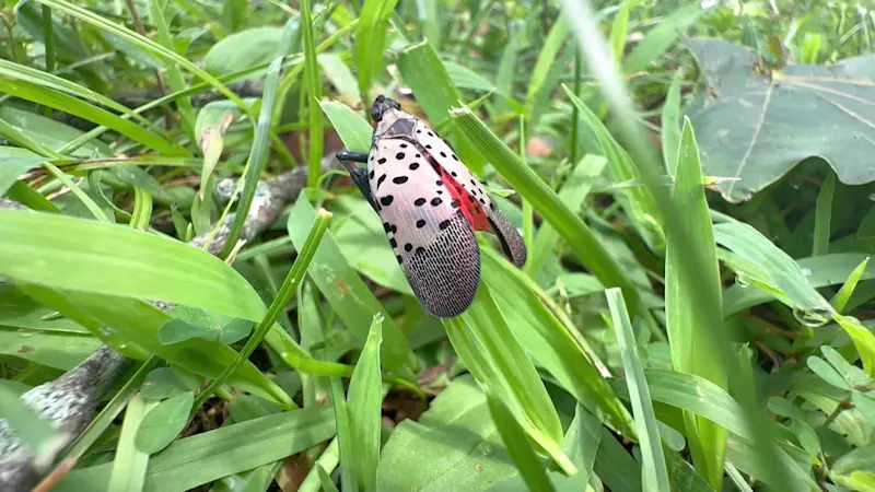 Story image: Spotted lanternfly infestation spreads across Long Island