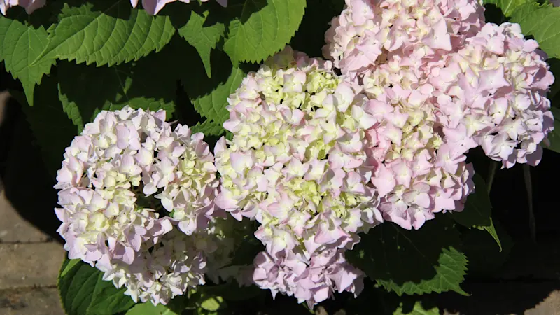 Story image: Are your hydrangeas failing to bloom? Here's how to select the PERFECT hydrangea for your garden