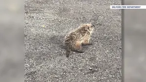 Gopher freed from storm drain in Milford
