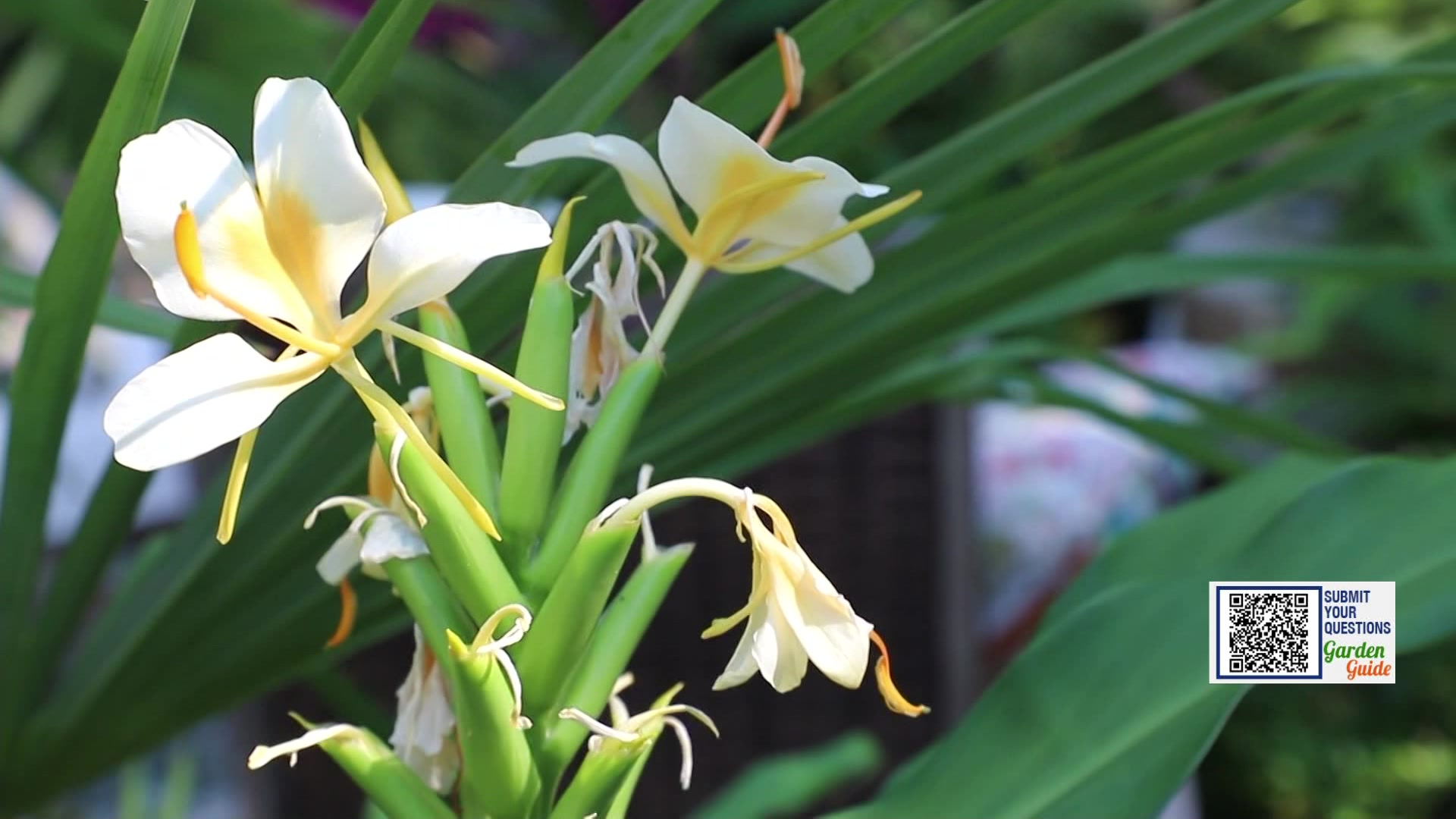 Garden Guide: How to grow ginger plants on your patio