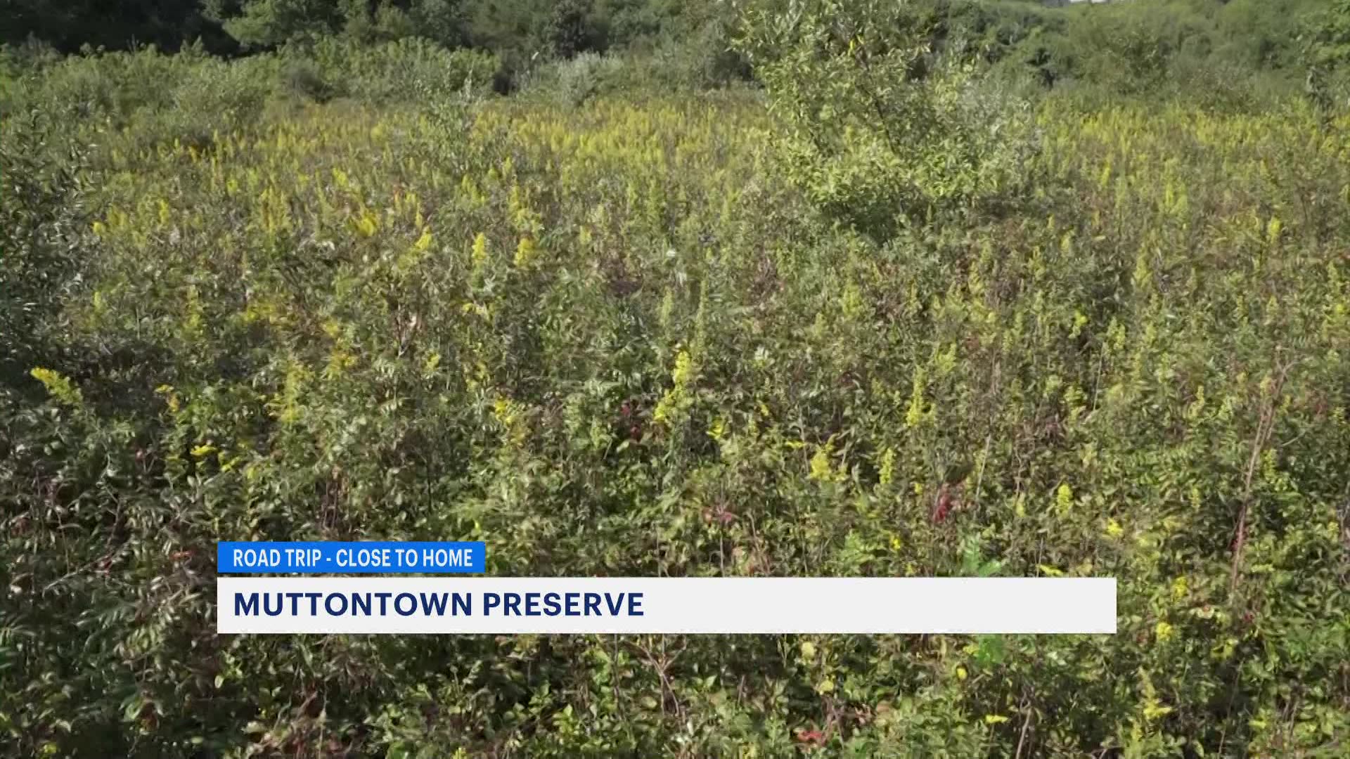 Explore and take a nature walk at the Muttontown Preserve