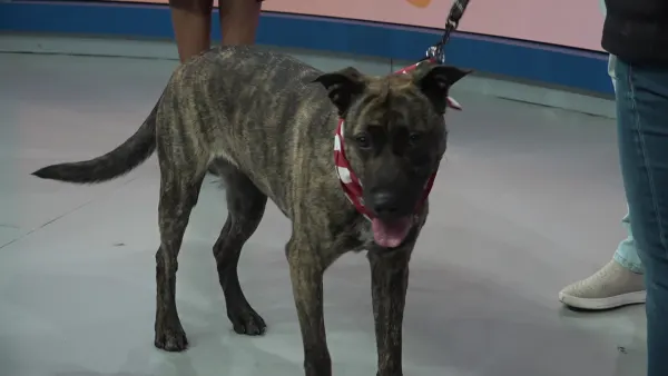 Paws & Pals: Shepherd mix available for adoption