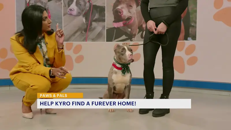 Story image: Paws and Pals: Kyro wants a home for the holidays